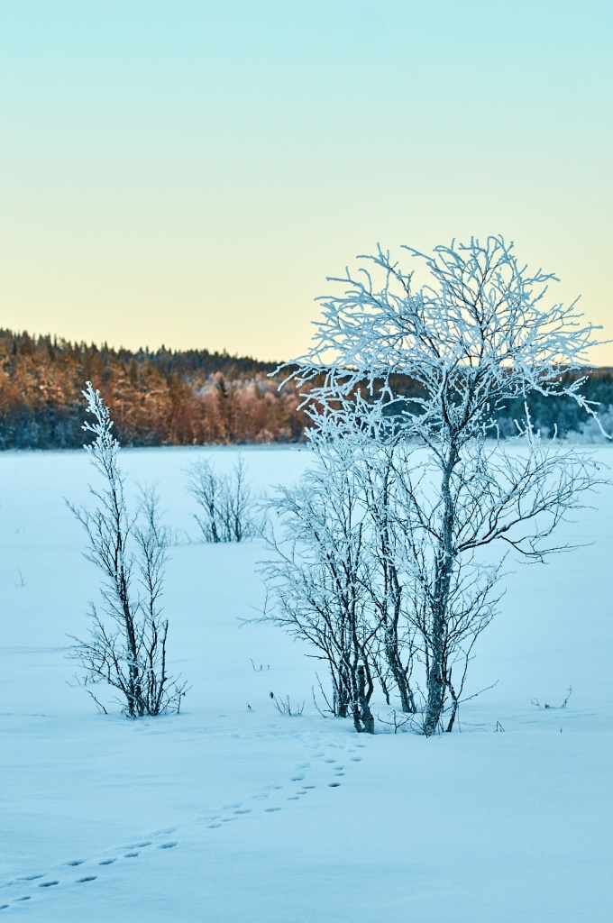 tysjoearna-28